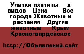 Улитки ахатины  2-х видов › Цена ­ 0 - Все города Животные и растения » Другие животные   . Крым,Красногвардейское